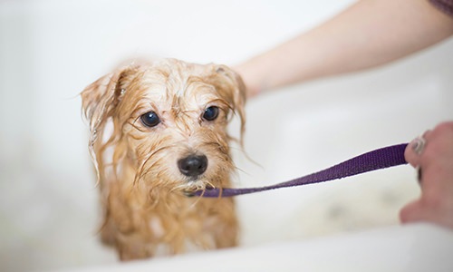 Dog getting a bath