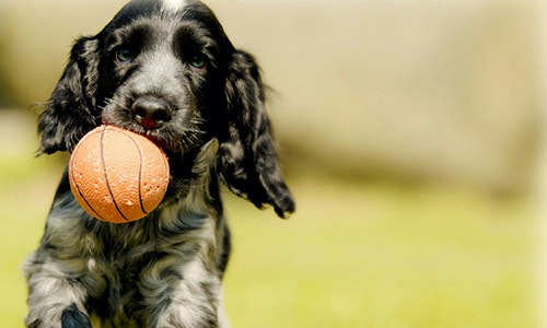 dog with a ball in its mouth